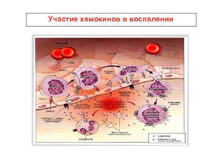 Презентация гормоны и медиаторы иммунной системы