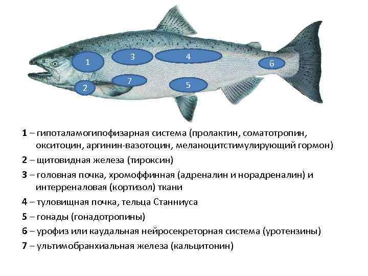 1 2 3 7 4 6 5 1 1 – гипоталамогипофизарная система (пролактин, соматотропин,