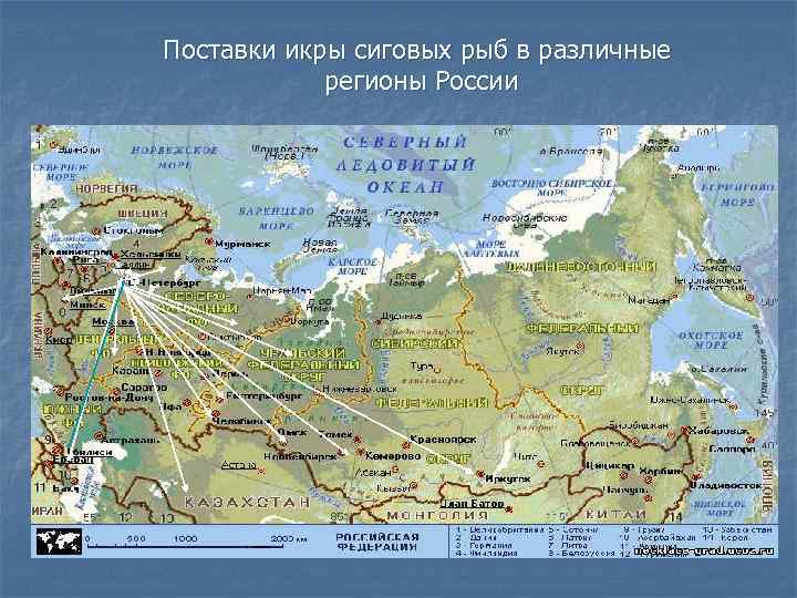 Поставки икры сиговых рыб в различные регионы России 