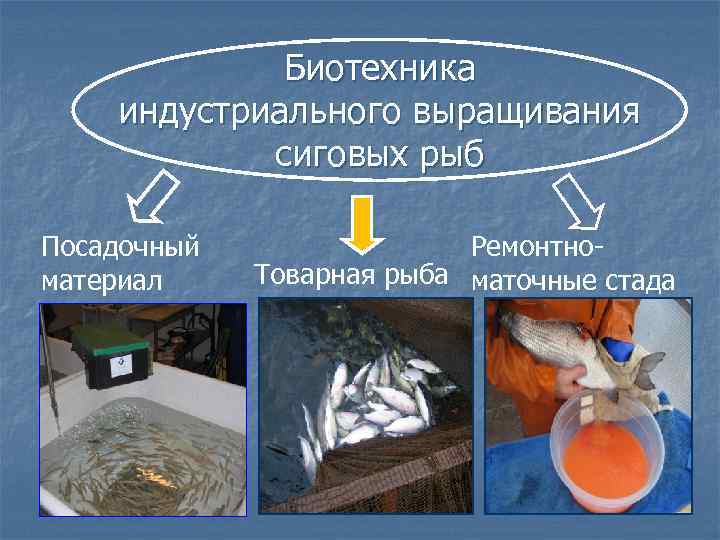 Биотехника индустриального выращивания сиговых рыб Посадочный материал Ремонтно. Товарная рыба маточные стада 