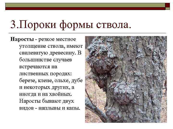 3. Пороки формы ствола. Наросты - резкое местное утолщение ствола, имеют свилеватую древесину. В