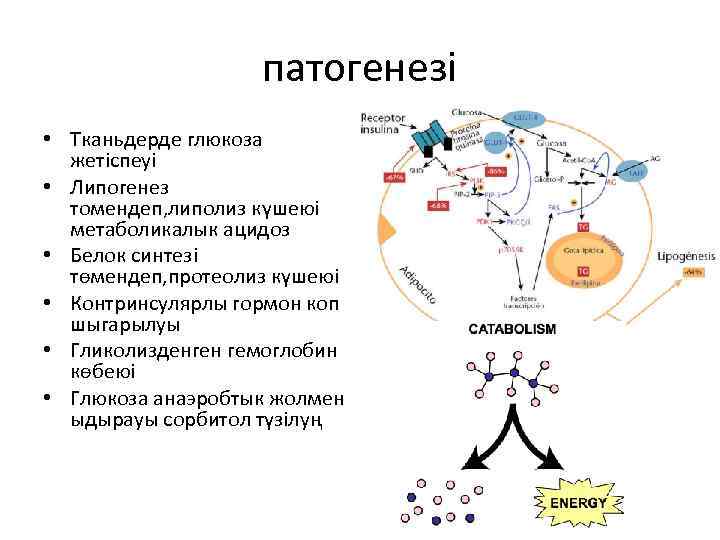 патогенезі • Тканьдерде глюкоза жетіспеуі • Липогенез томендеп, липолиз күшеюі метаболикалык ацидоз • Белок