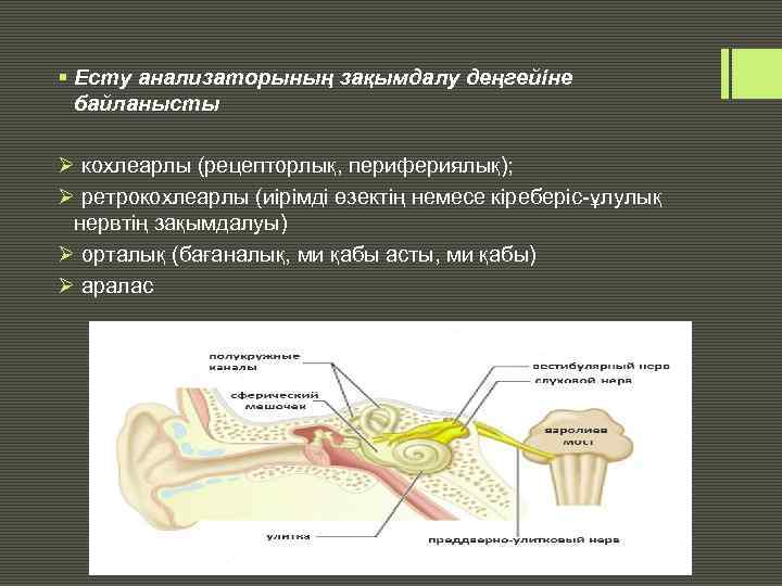 § Есту анализаторының зақымдалу деңгейіне байланысты Ø кохлеарлы (рецепторлық, перифериялық); Ø ретрокохлеарлы (иірімді өзектің