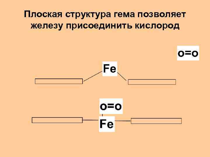 Плоская структура гема позволяет железу присоединить кислород 