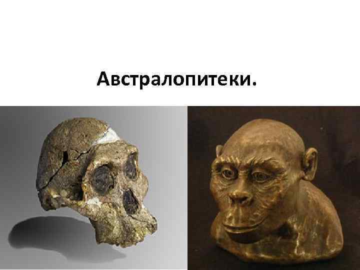 Австралопитеки. 