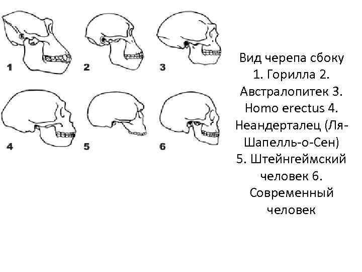 Типы черепов. Строение черепа австралопитека. Форма черепа человека сбоку. Череп неандертальца сбоку. Австралопитек череп таблица.