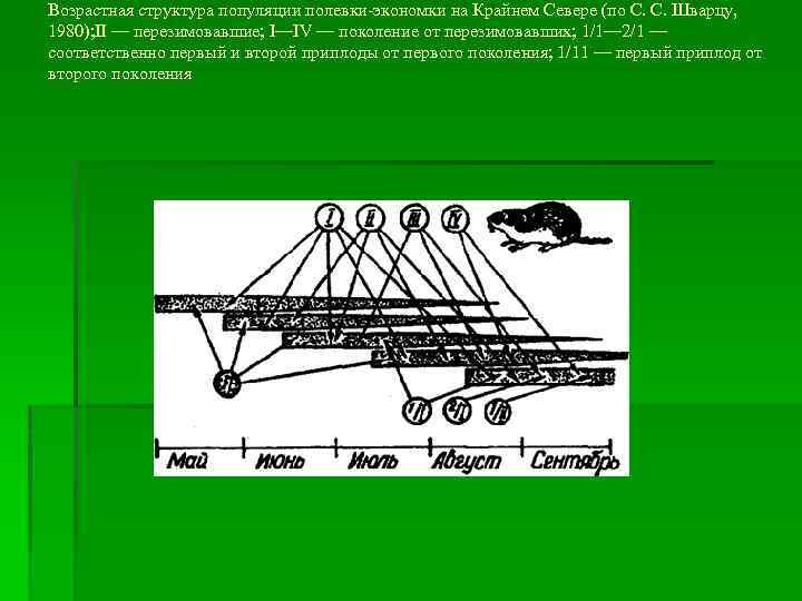 Возрастная структура популяции полевки-экономки на Крайнем Севере (по С. С. Шварцу, 1980); II —