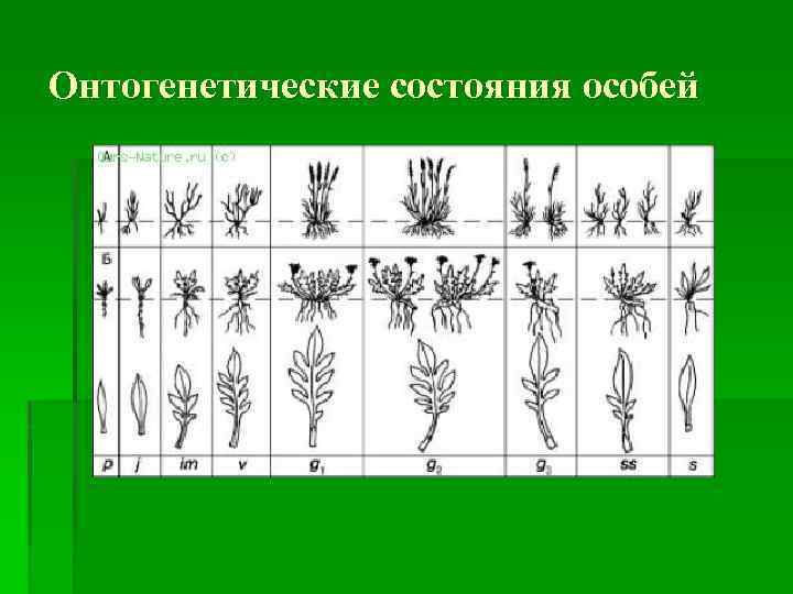 Филогенетические координации и онтогенетические корреляции