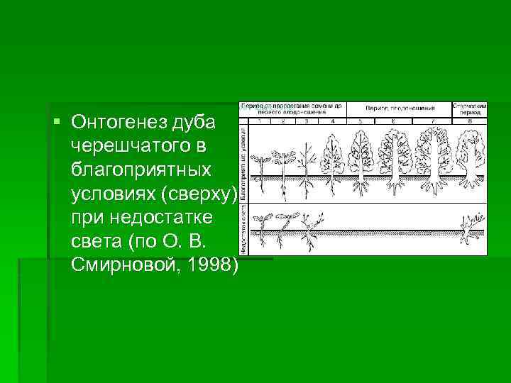 § Онтогенез дуба черешчатого в благоприятных условиях (сверху) и при недостатке света (по О.