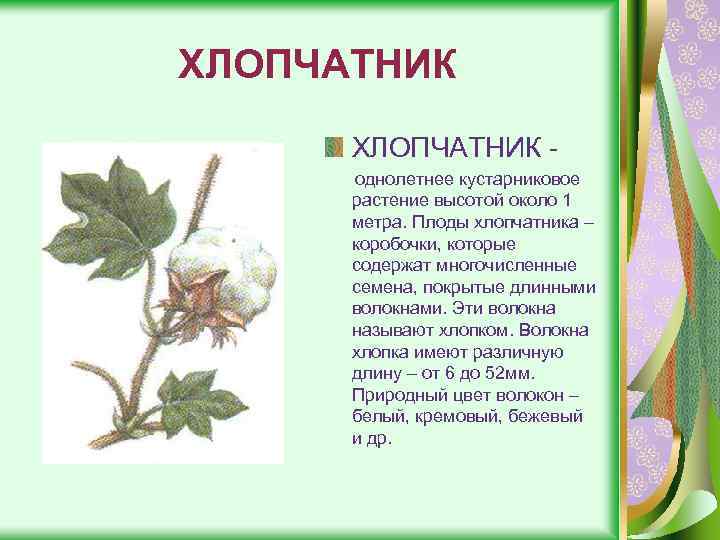 ХЛОПЧАТНИК однолетнее кустарниковое растение высотой около 1 метра. Плоды хлопчатника – коробочки, которые содержат