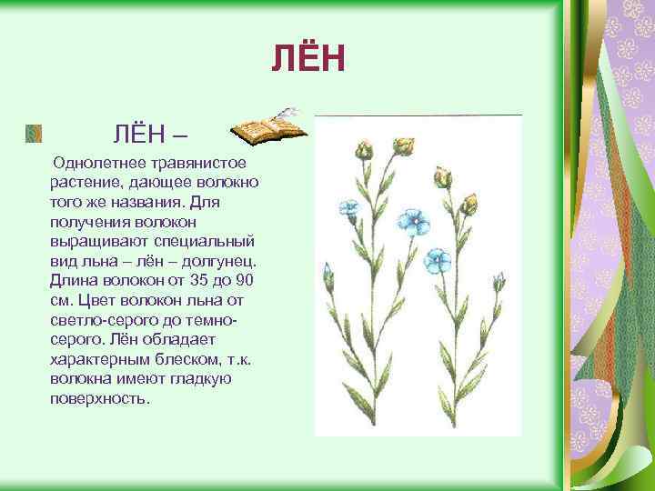 ЛЁН – Однолетнее травянистое растение, дающее волокно того же названия. Для получения волокон выращивают