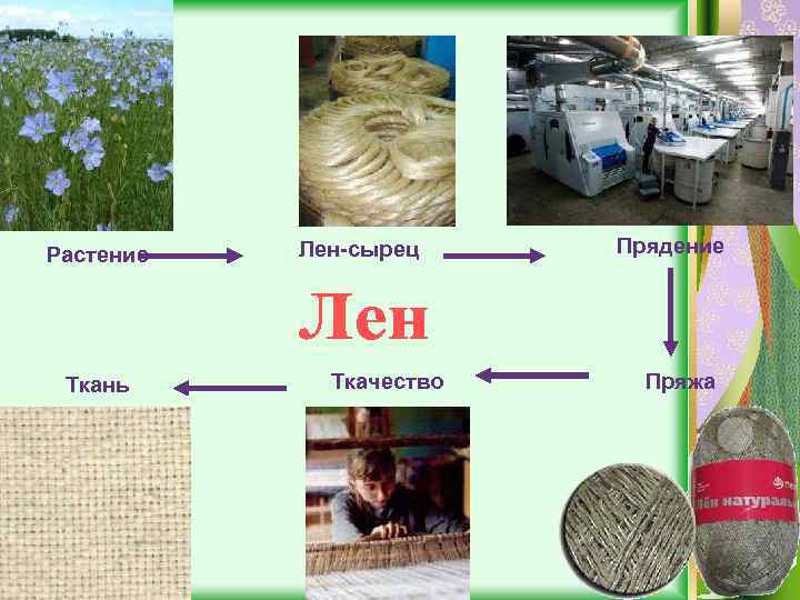 Растение Ткань Лен-сырец Ткачество Прядение Пряжа 