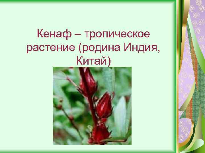 Кенаф – тропическое растение (родина Индия, Китай) 