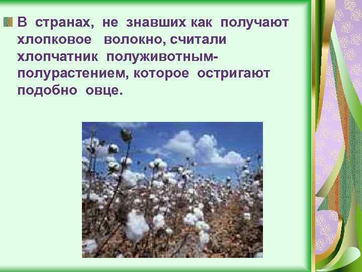 В странах, не знавших как получают хлопковое волокно, считали хлопчатник полуживотнымполурастением, которое остригают подобно