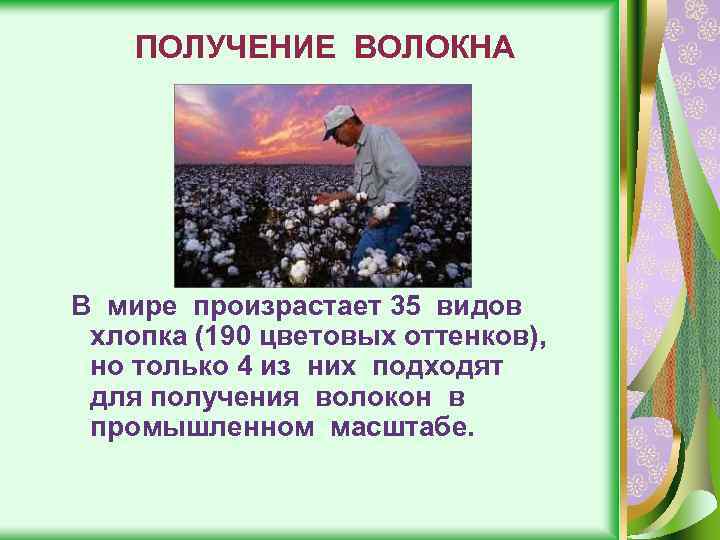 ПОЛУЧЕНИЕ ВОЛОКНА В мире произрастает 35 видов хлопка (190 цветовых оттенков), но только 4