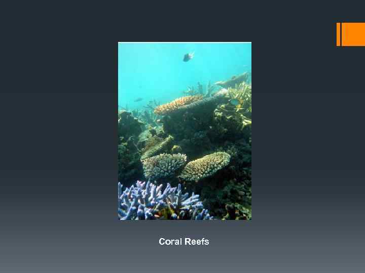 Coral Reefs 