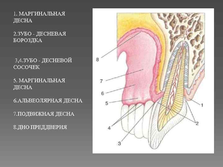 Лечение маргинального периодонтита - MY ORT Foto 17