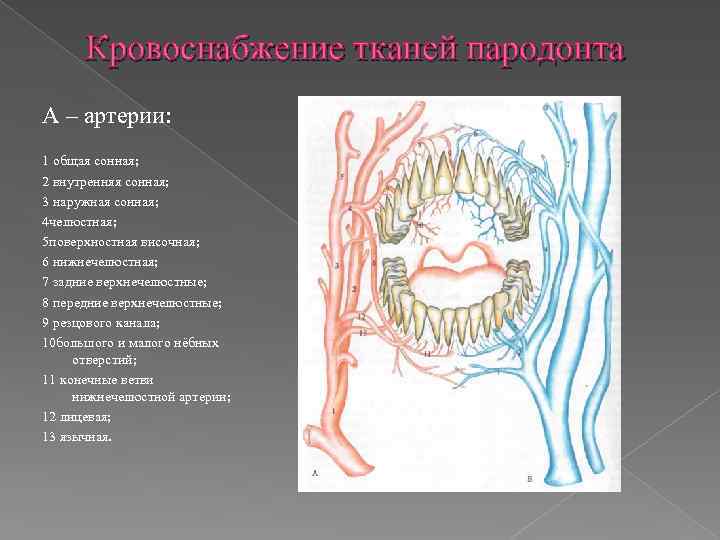 Верхняя стенка полости рта кровоснабжение венозный и лимфатический отток иннервация