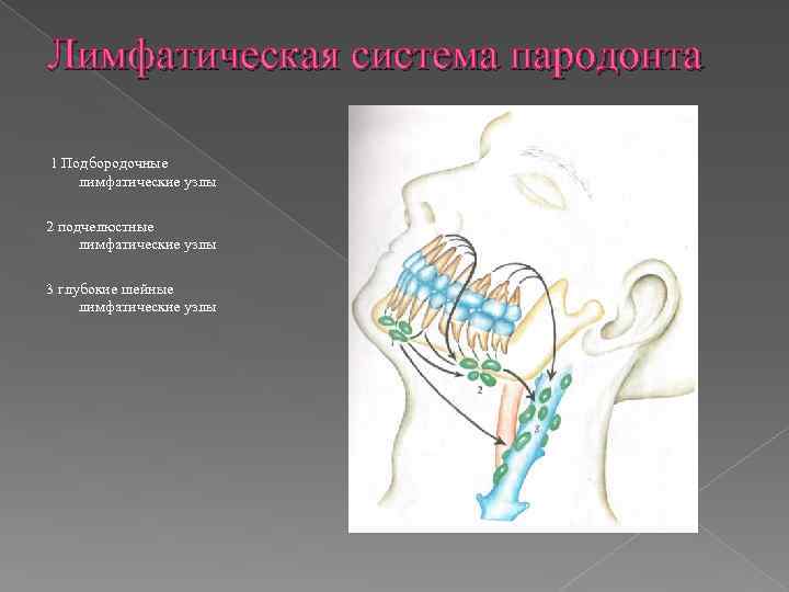 Лимфатическая система пародонта 1 Подбородочные лимфатические узлы 2 подчелюстные лимфатические узлы 3 глубокие шейные