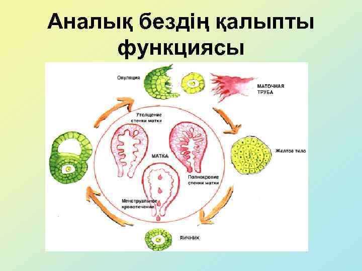 Аналық бездің қалыпты функциясы 