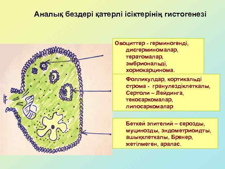 Аналық бездері қатерлі ісіктерінің гистогенезі Овоциттер - герминогенді, дисгерминомалар, тератомалар, эмбриональді, хориокарцинома. Фолликулдар, кортикальді