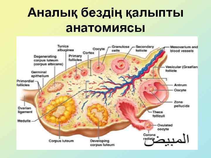 Аналық бездің қалыпты анатомиясы 