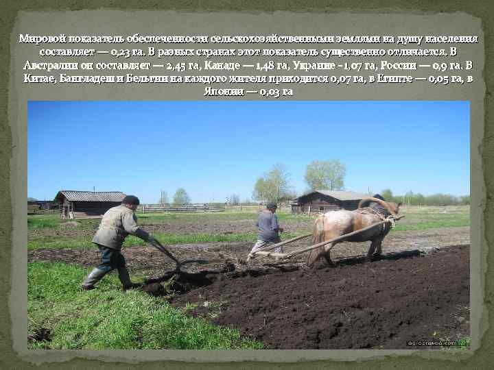 Мировой показатель обеспеченности сельскохозяйственными землями на душу населения составляет — 0, 23 га. В