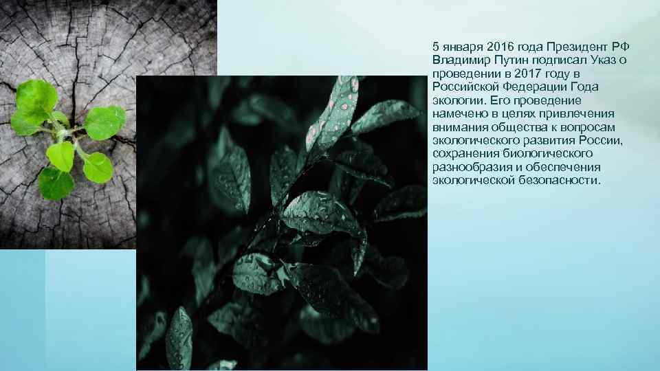 5 января 2016 года Президент РФ Владимир Путин подписал Указ о проведении в 2017