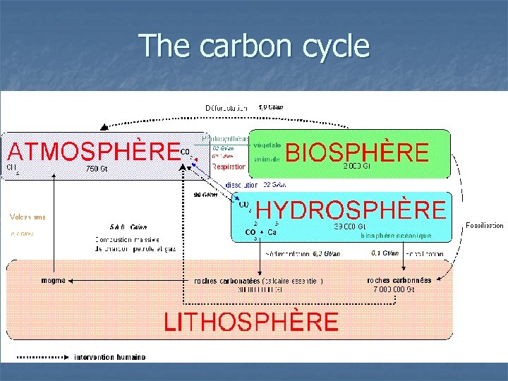 The carbon cycle 