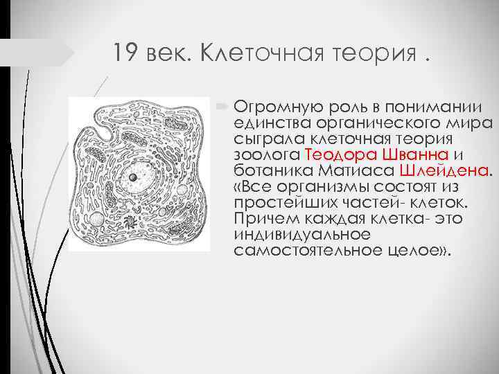 19 век. Клеточная теория. Огромную роль в понимании единства органического мира сыграла клеточная теория