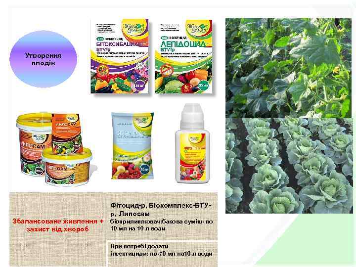 Утворення плодів Збалансоване живлення + захист від хвороб Фітоцид-р, Біокомплекс-БТУр, Липосам біоприлиплювач: бакова суміш-