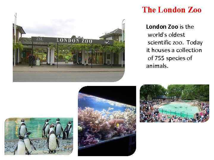 The London Zoo is the world's oldest scientific zoo. Today it houses a collection