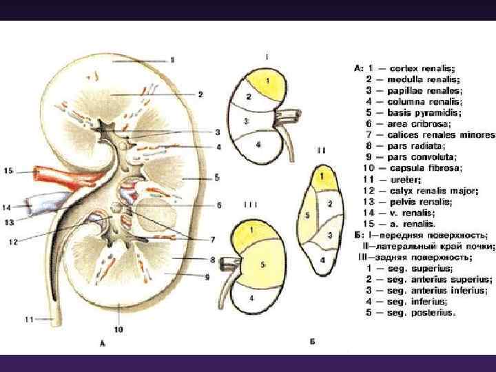 Проекция почек. Строение почки сегменты. Форникальный аппарат почки анатомия. Сегменты почки схема. Форникальный аппарат почки схема.