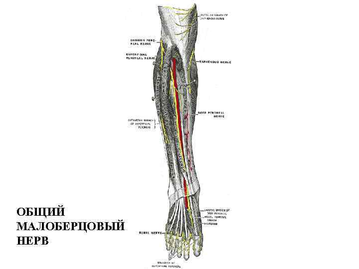 ОБЩИЙ МАЛОБЕРЦОВЫЙ НЕРВ 