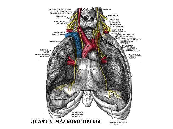 ДИАФРАГМАЛЬНЫЕ НЕРВЫ 
