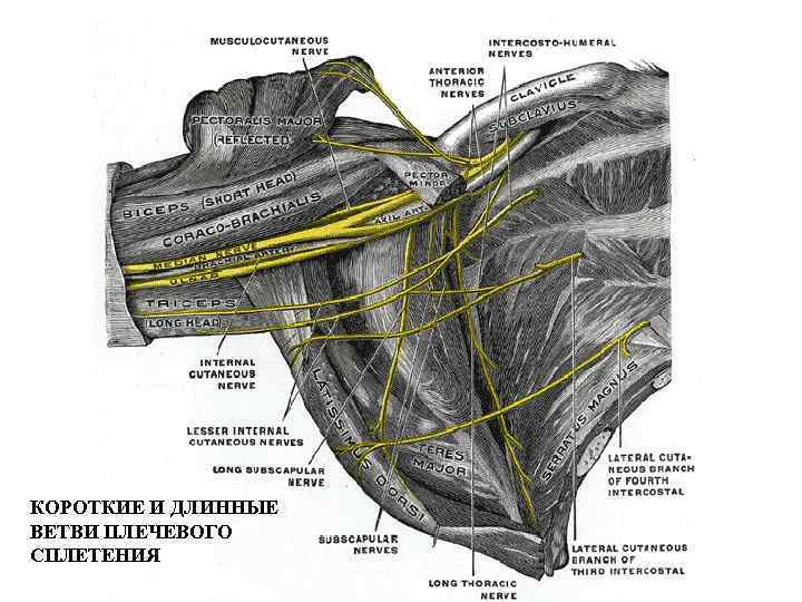 КОРОТКИЕ И ДЛИННЫЕ ВЕТВИ ПЛЕЧЕВОГО СПЛЕТЕНИЯ 
