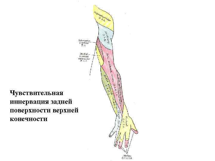 Чувствительная иннервация задней поверхности верхней конечности 