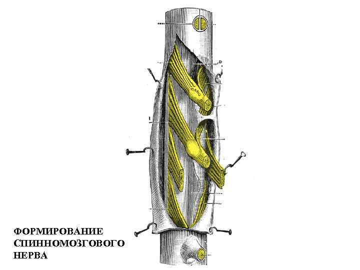 ФОРМИРОВАНИЕ СПИННОМОЗГОВОГО НЕРВА 