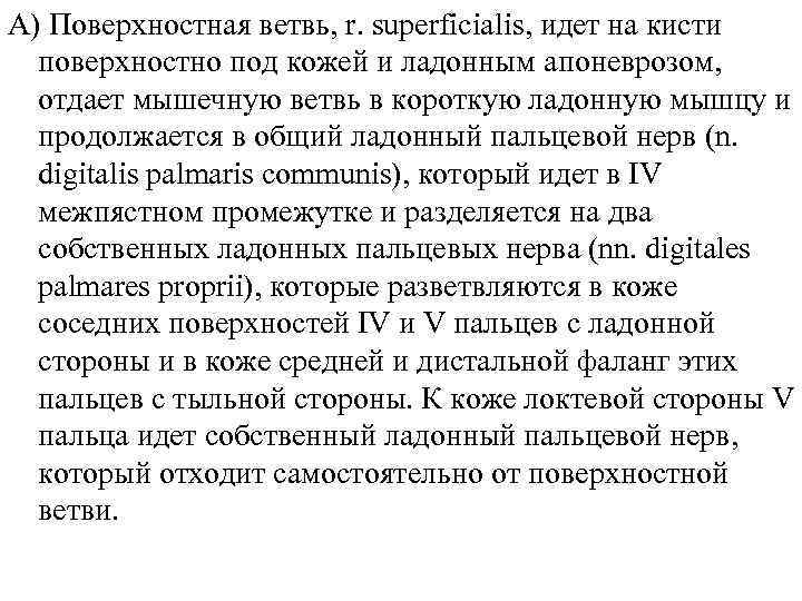 А) Поверхностная ветвь, r. superficialis, идет на кисти поверхностно под кожей и ладонным апоневрозом,