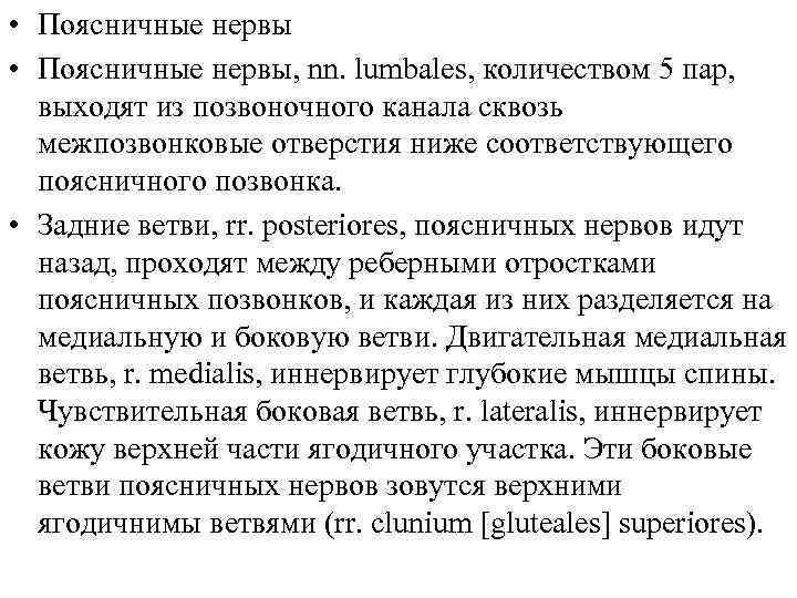  • Поясничные нервы, nn. lumbales, количеством 5 пар, выходят из позвоночного канала сквозь