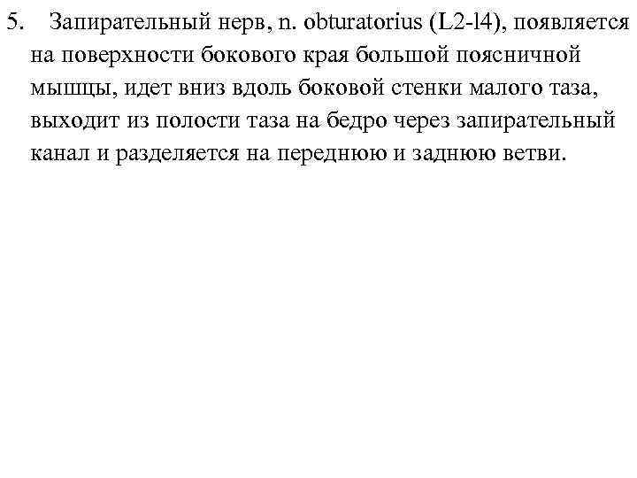 5. Запирательный нерв, n. obturatorius (L 2 -l 4), появляется на поверхности бокового края