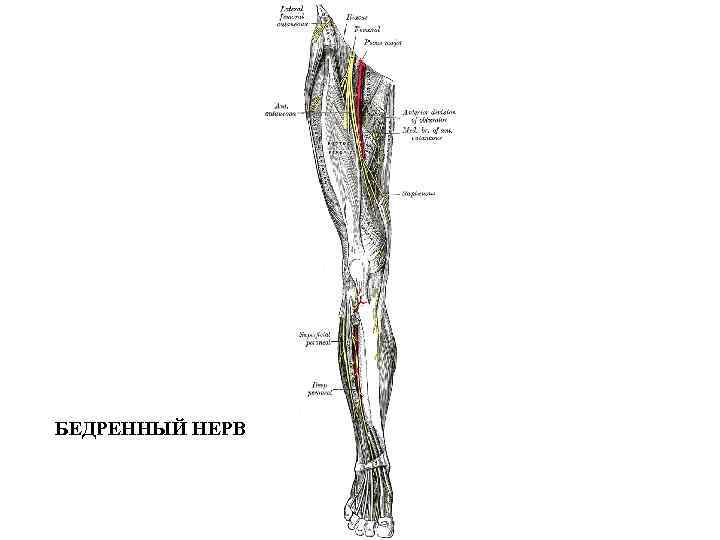 БЕДРЕННЫЙ НЕРВ 