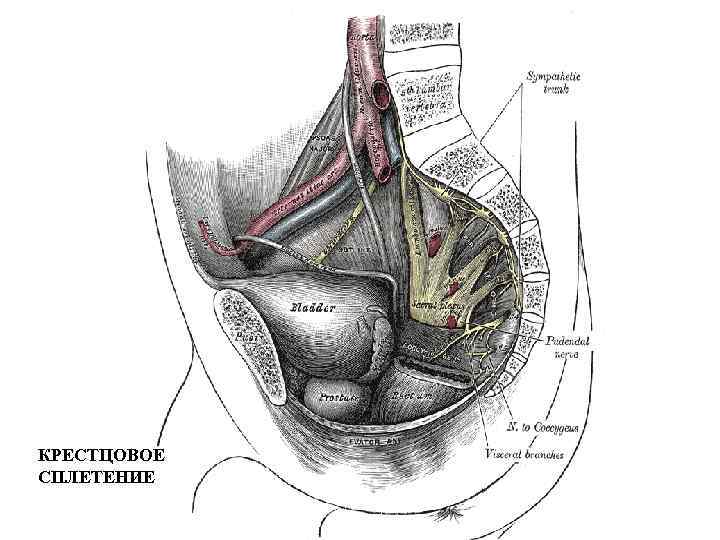 КРЕСТЦОВОЕ СПЛЕТЕНИЕ 