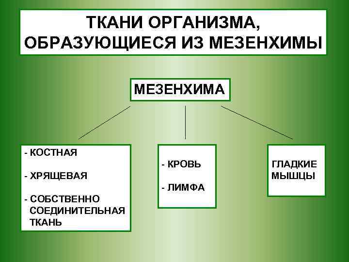 ТКАНИ ОРГАНИЗМА, ОБРАЗУЮЩИЕСЯ ИЗ МЕЗЕНХИМЫ МЕЗЕНХИМА - КОСТНАЯ - КРОВЬ - ХРЯЩЕВАЯ - ЛИМФА