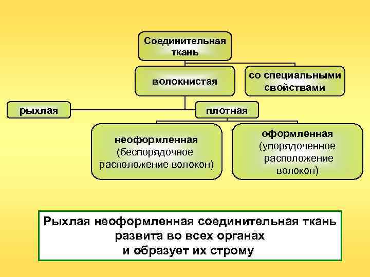 Соединительная ткань волокнистая рыхлая со специальными свойствами плотная неоформленная (беспорядочное расположение волокон) оформленная (упорядоченное