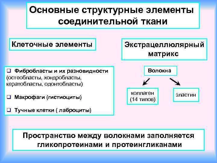 Основные структурные элементы соединительной ткани Клеточные элементы q Фибробласты и их разновидности (остеобласты, хондробласты,