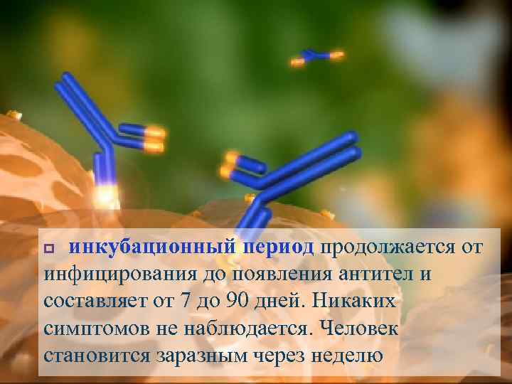 инкубационный период продолжается от инфицирования до появления антител и составляет от 7 до 90