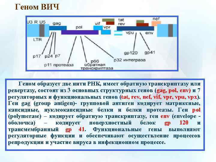 Геном ВИЧ Геном образует две нити РНК, имеет обратную транскриптазу или ревертазу, состоит из