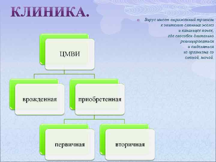 p Вирус имеет выраженный тропизм к эпителию слюнных желез и канальцев почек, где способен