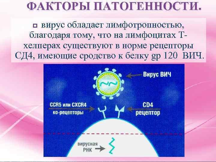 ФАКТОРЫ ПАТОГЕННОСТИ. вирус обладает лимфотропностью, благодаря тому, что на лимфоцитах Тхелперах существуют в норме